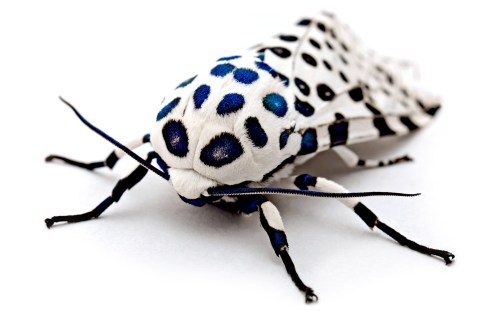 giant_leopard_moth